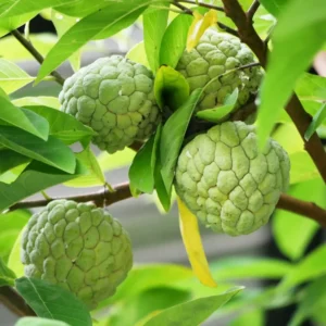 Sugar Apple Plant Live - 8-12 Inch Fruit Tree - 3.5