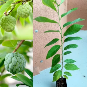 Sugar Apple Plant Live - 8-12 Inch Fruit Tree - 3.5