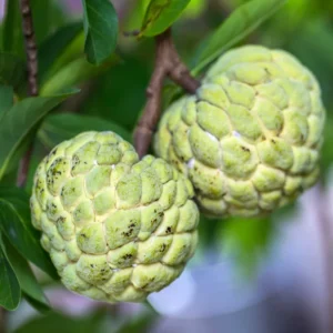 Sugar Apple Plant - 8-12 inch Annona Squamosa Seedling in 3.5" Pot