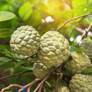 Sugar Apple Seeds, Annona Squamosa - 20 Seeds for Planting Tropical Fruit