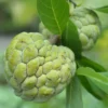 Sugar Apple Seeds, Annona Squamosa - 20 Seeds for Planting Tropical Fruit