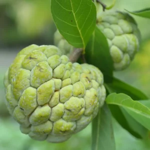 Sugar Apple Seeds, Annona Squamosa - 20 Seeds for Planting Tropical Fruit