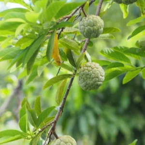 Sugar Apple Seeds, Annona Squamosa - 20 Seeds for Planting Tropical Fruit