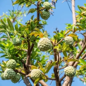 Sugar Apple Seeds, Annona Squamosa - 20 Seeds for Planting Tropical Fruit