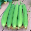 Luffa Gourd Seeds - 20 Pcs Vegetable Seeds for Planting