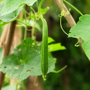 Luffa Gourd Seeds - 20 Pcs Vegetable Seeds for Planting