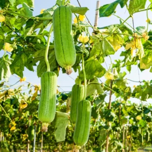 Luffa Gourd Seeds - 20 Pcs Vegetable Seeds for Planting