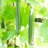 Luffa Gourd Seeds - 10 Pcs Vegetable Bitter Melon Seeds for Indoor/Outdoor Planting
