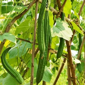Luffa Gourd Seeds - 10 Pcs Vegetable Bitter Melon Seeds for Indoor/Outdoor Planting