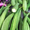 Luffa Gourd Seeds - 10 Pcs Vegetable Bitter Melon Seeds for Indoor/Outdoor Planting