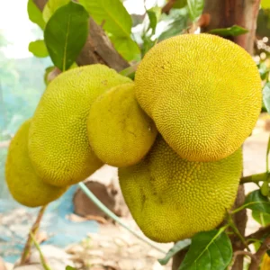 Jackfruit Seeds - 15 Tropical Tree Seeds for Planting Indoor or Outdoor