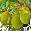 Jackfruit Seeds - 15 Tropical Tree Seeds for Planting Indoor or Outdoor