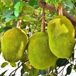Jackfruit Seeds - 15 Tropical Tree Seeds for Planting Indoor or Outdoor