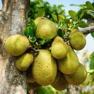 Jackfruit Seeds for Planting - Tropical Tree Seeds for Home Garden