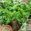 Cilantro Seeds for Planting - Coriander Vegetable Seeds Indoor Outdoor