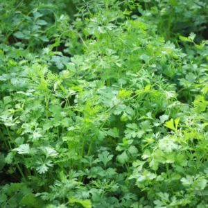Cilantro Seeds for Planting - Coriander Vegetable Seeds Indoor Outdoor