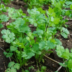 Cilantro Seeds for Planting - Coriander Vegetable Seeds Indoor Outdoor