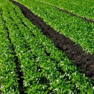 Cilantro Seeds for Planting - Coriander Vegetable Seeds Indoor Outdoor