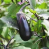 Black Beauty Eggplant Seeds for Home Garden Vegetable Planting