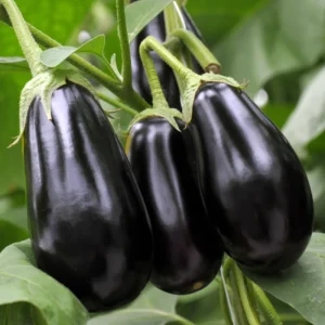 Black Beauty Eggplant Seeds for Home Garden Vegetable Planting