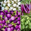 Mix Eggplant Seeds for Planting - White, Purple, Green Vegetable Variety