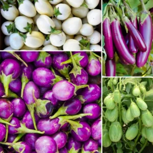 Mix Eggplant Seeds for Planting - White, Purple, Green Vegetable Variety