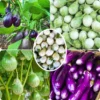 Mix Eggplant Seeds for Planting - White, Purple, Green Vegetable Variety