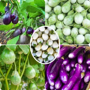 Mix Eggplant Seeds for Planting - White, Purple, Green Vegetable Variety