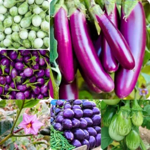 Mix Eggplant Seeds for Planting - White, Purple, Green Vegetable Variety