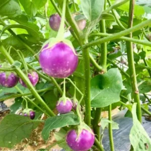 Light Purple Eggplant Seeds - Round Variety for Home Garden
