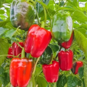 Bell Pepper Seeds - Sweet Big Red Vegetable Seeds for Home Garden Planting
