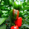 Bell Pepper Seeds - Sweet Big Red Vegetable Seeds for Home Garden Planting