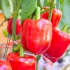 Bell Pepper Seeds - Sweet Big Red Vegetable Seeds for Home Garden Planting