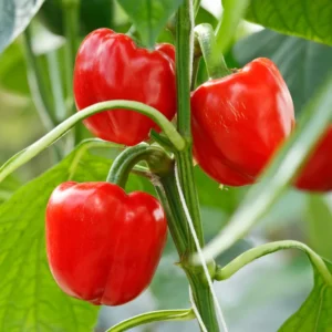 Bell Pepper Seeds - Sweet Big Red Vegetable Seeds for Home Garden Planting