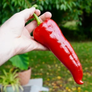 Hot Chili Pepper Seeds - Large Red Variety for Indoor & Outdoor Gardens