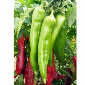 Hot Chili Pepper Seeds - Large Red Variety for Indoor & Outdoor Gardens