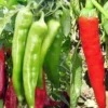 Hot Chili Pepper Seeds - Large Red Variety for Indoor & Outdoor Gardens