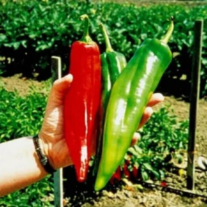 Hot Chili Pepper Seeds - Large Red Variety for Indoor & Outdoor Gardens