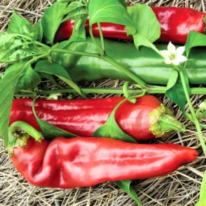 Hot Chili Pepper Seeds - Large Red Variety for Indoor & Outdoor Gardens