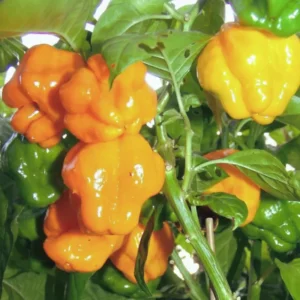 Yellow Scotch Bonnet Pepper Seeds - 20 Jamaican Hot Pepper Seeds Vegetable Home Garden