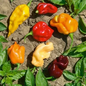 Mix Habanero Pepper Seeds - 50 Seeds - 4 Hot Varieties - For Planting