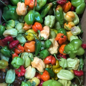 Mix Habanero Pepper Seeds - 50 Seeds - 4 Hot Varieties - For Planting