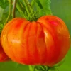 Beefsteak Tomato Seeds - 30 Seeds - For Planting Indoor & Outdoor