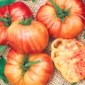 Beefsteak Tomato Seeds - 30 Seeds - For Planting Indoor & Outdoor