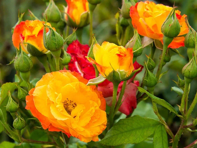josephs coat rose in Containers