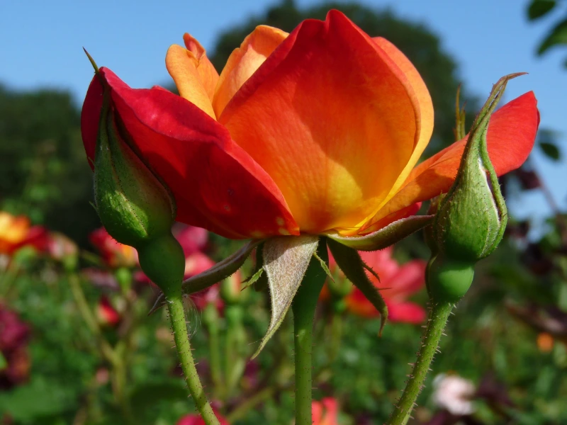 joseph's coat rose care