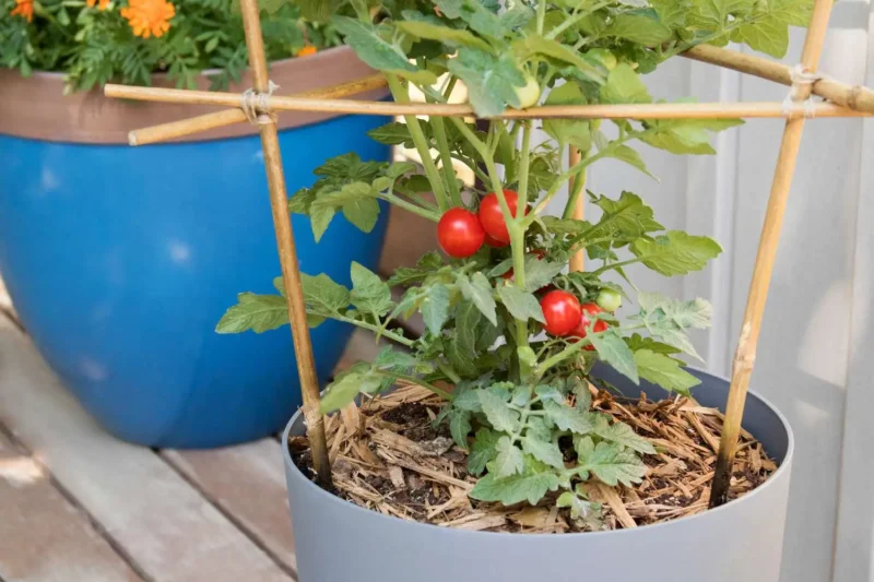 growing tomatoes in pots