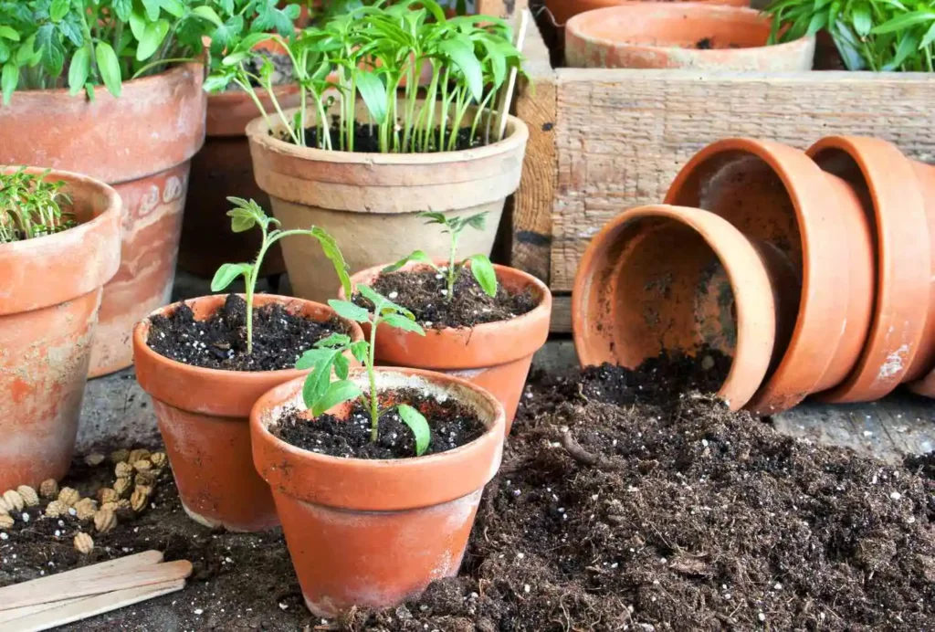 soil for growing tomatoes in pots