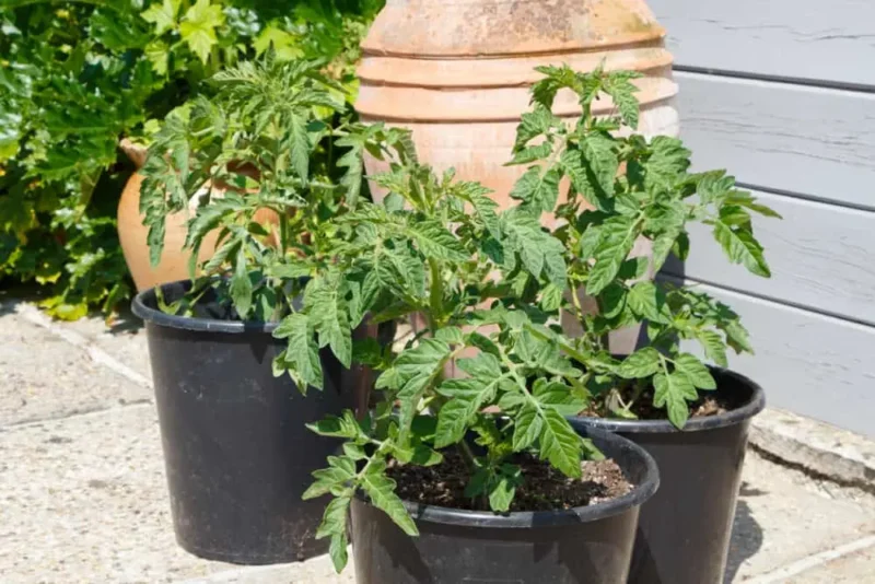 perfect dpot for planting tomatoes in pots