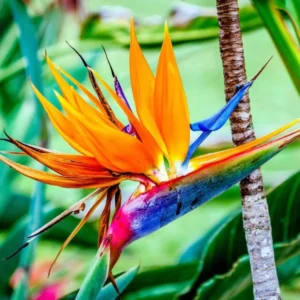 Bird of Paradise Plant Live Strelitzia Reginae 5-12 Inch Houseplant Indoor Outdoor